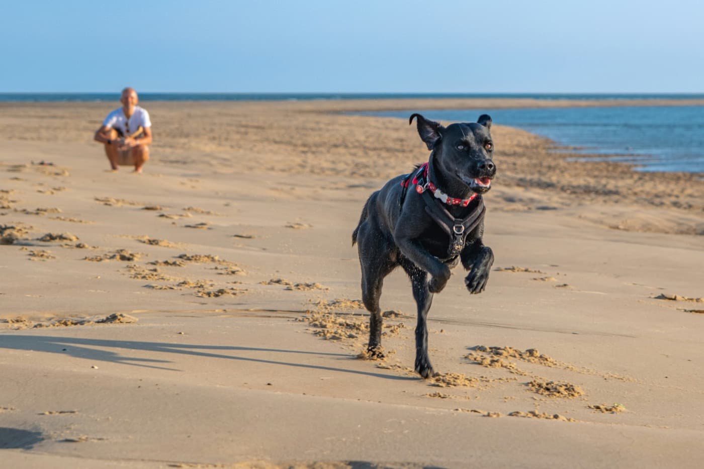 Schwarzer Hund rennt über einen Sandstrand, im Hintergrund hockt ein Mann im Sand
