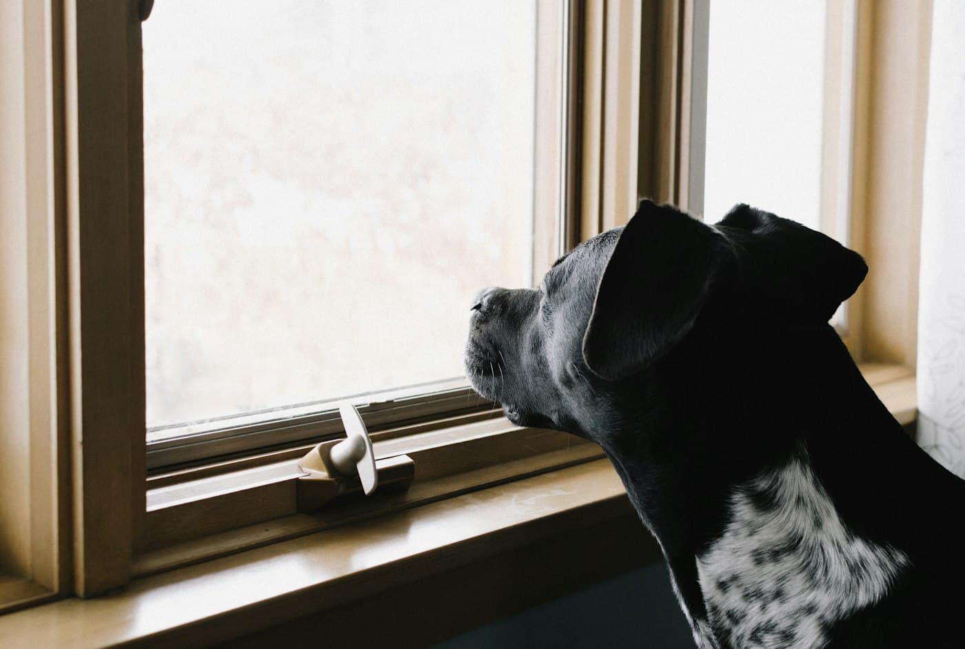 Schwarzer Hund schaut aufmerksam aus dem Fenster