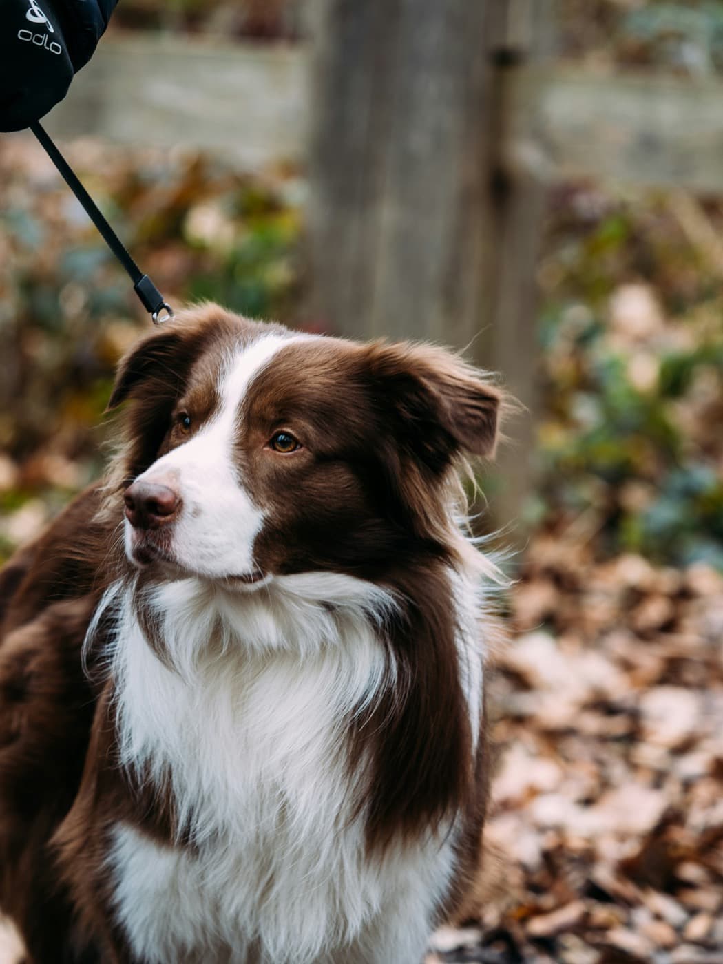Braun-weißer Border Collie an der Leine im Herbstlaub