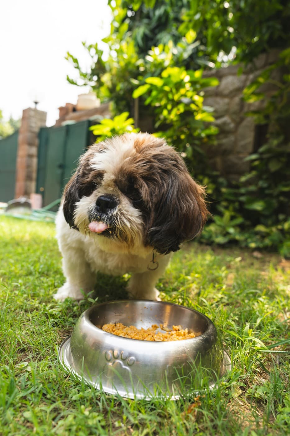 Kleiner, langhaariger Hund steht im Garten hinter einem Edelstahlnapf mit Futter
