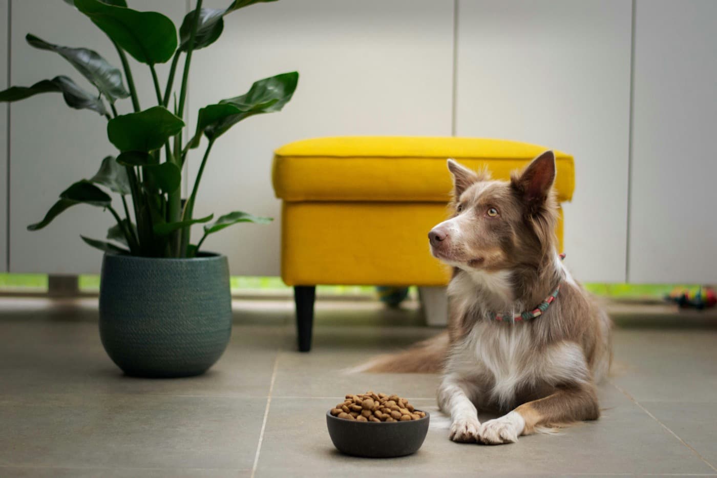 Hund liegt neben einem vollen Napf Trockenfutter und schaut zur Seite, statt zu fressen