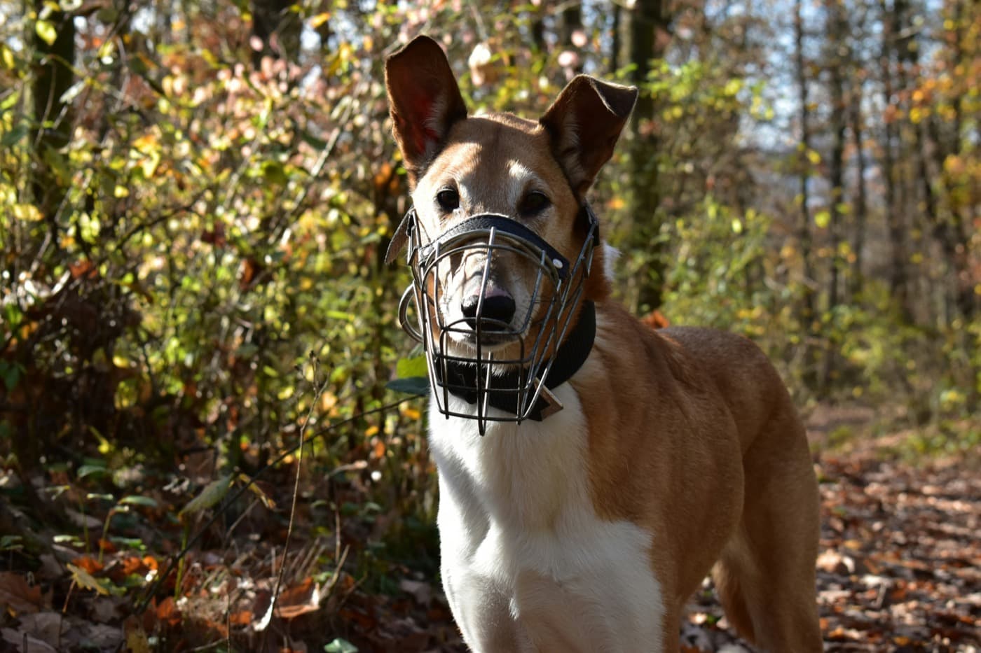 Hellbrauner Hund mit weißer Brust trägt einen Drahtmaulkorb und steht ruhig auf einem herbstlichen Waldweg