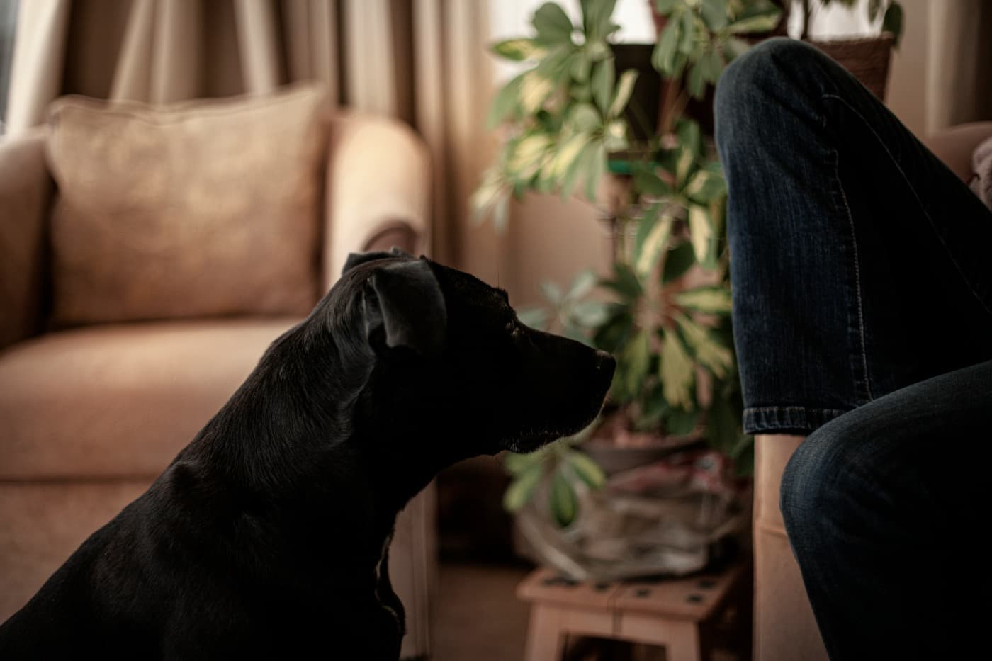 Schwarzer Hund sitzt ruhig im Wohnzimmer neben einem Menschen, der im Sessel sitzt