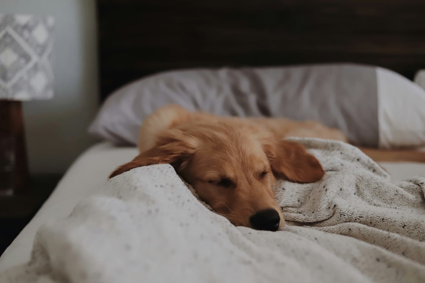 Junger Hund schläft zusammengerollt auf einer Decke in einem Bett