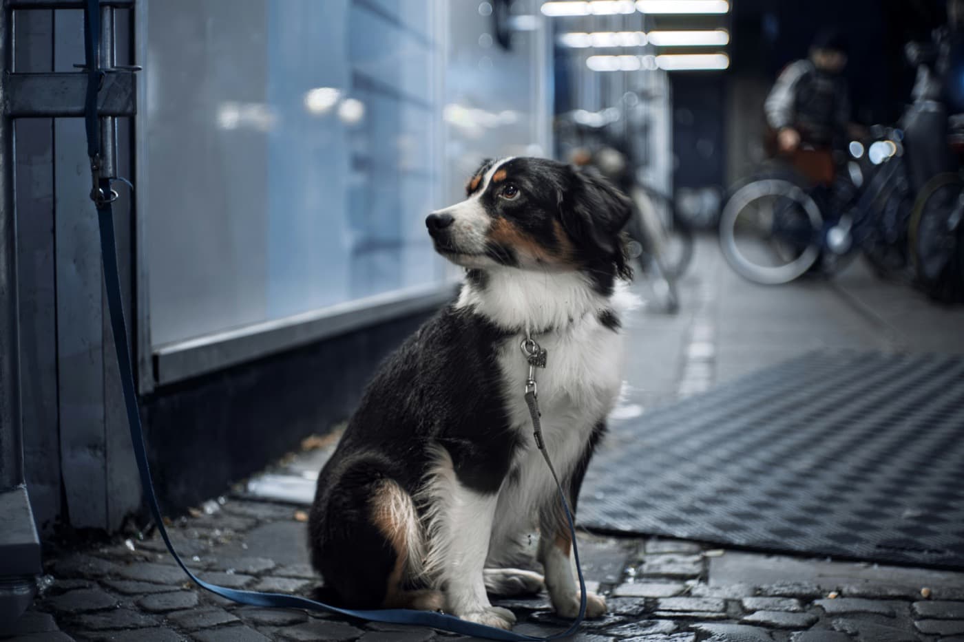 Dreifarbiger Hund sitzt angeleint auf einem Gehweg und schaut aufmerksam zur Seite