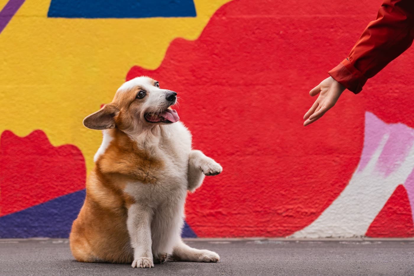 Corgi sitzt vor einer bunten Wand und hebt die Pfote zu einer offenen Hand