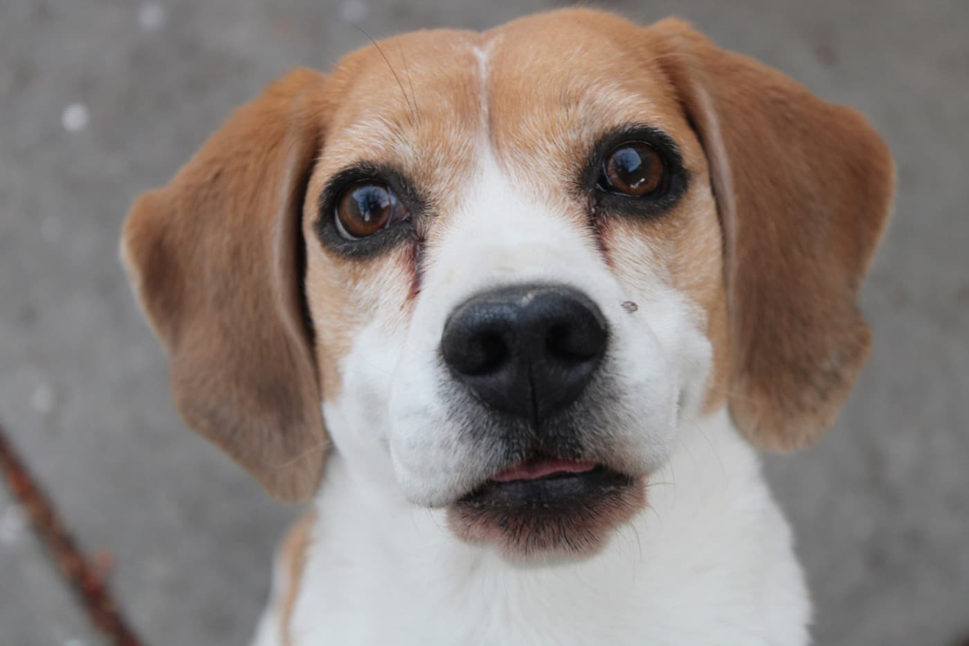 Beagle in Nahaufnahme schaut mit großen braunen Augen nach oben