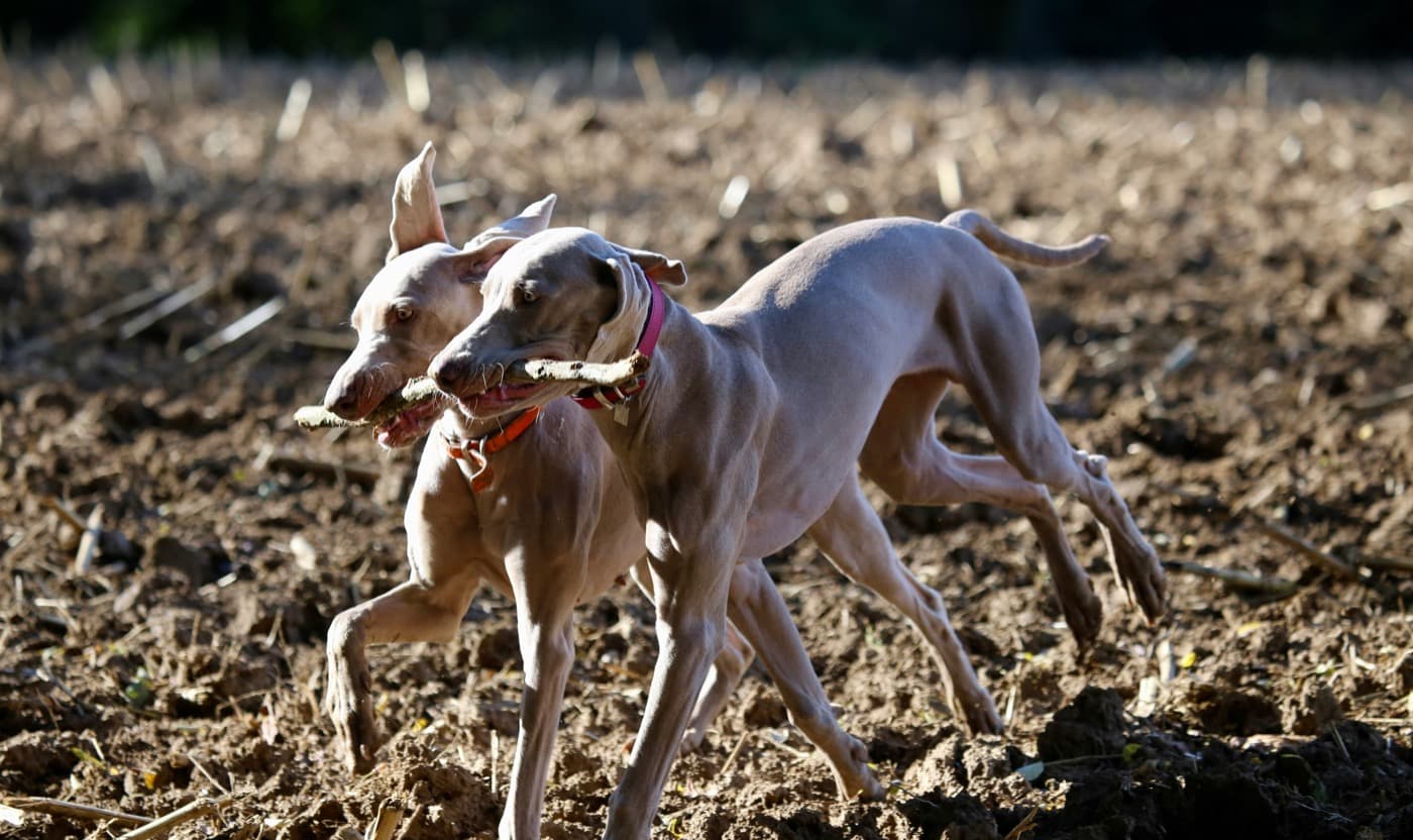 Zwei Weimaraner tragen gemeinsam einen Stock über einen Acker