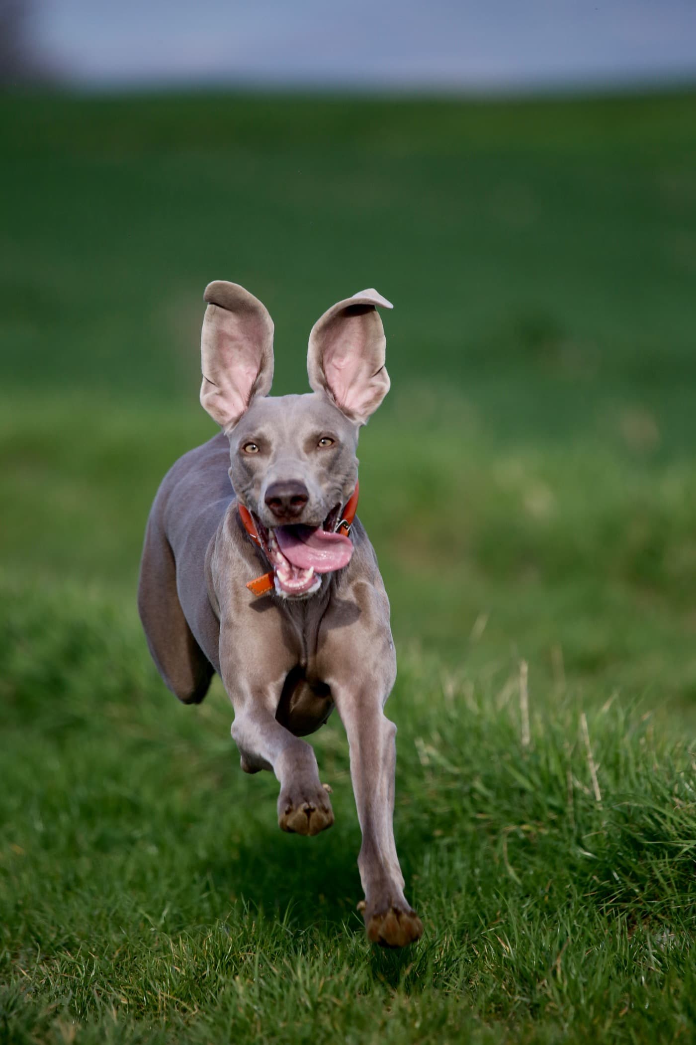 Weimaraner rennt mit fliegenden Ohren über eine grüne Wiese auf die Kamera zu