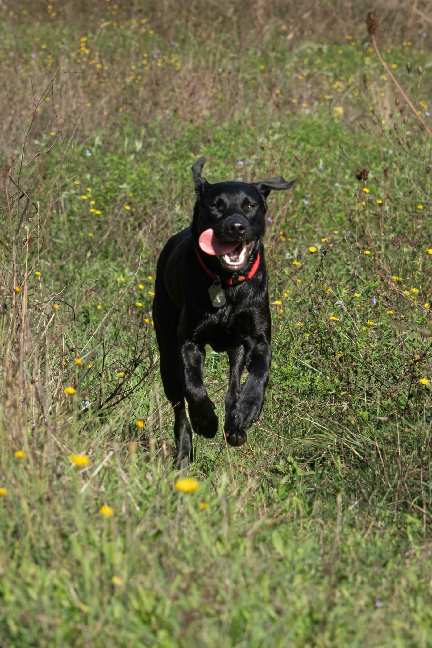 Junger schwarzer Labrador rennt über eine Wiese