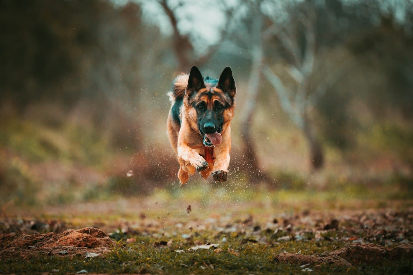 Schäferhund rennt über eine herbstliche Wiese