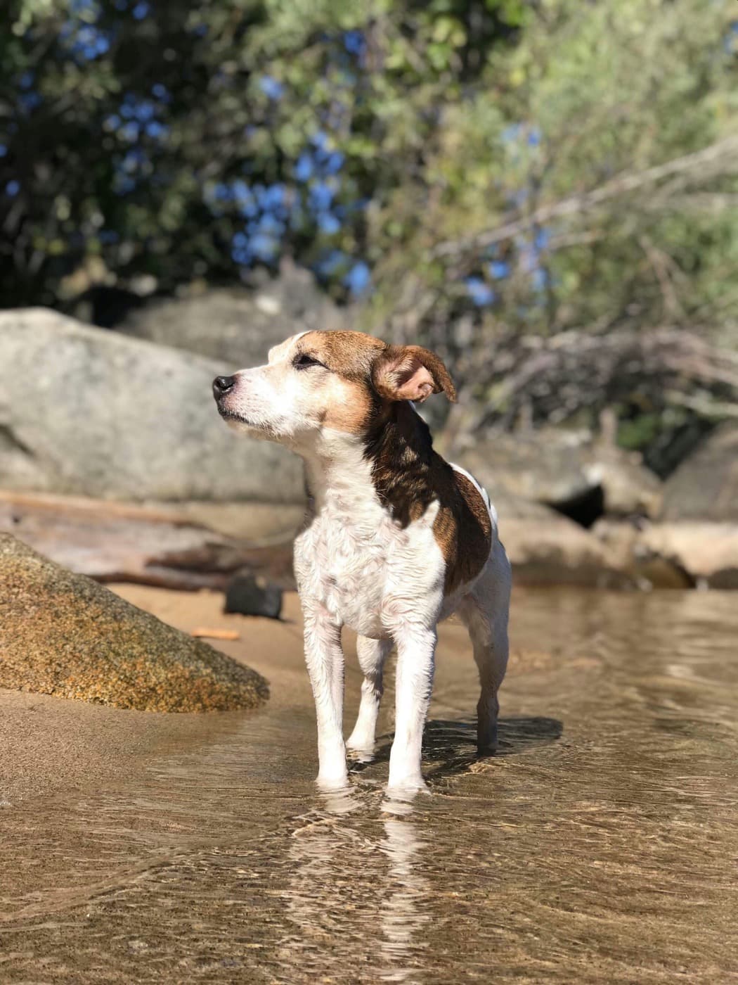 Jack Russell Terrier steht im flachen Wasser am Ufer und schaut zur Seite