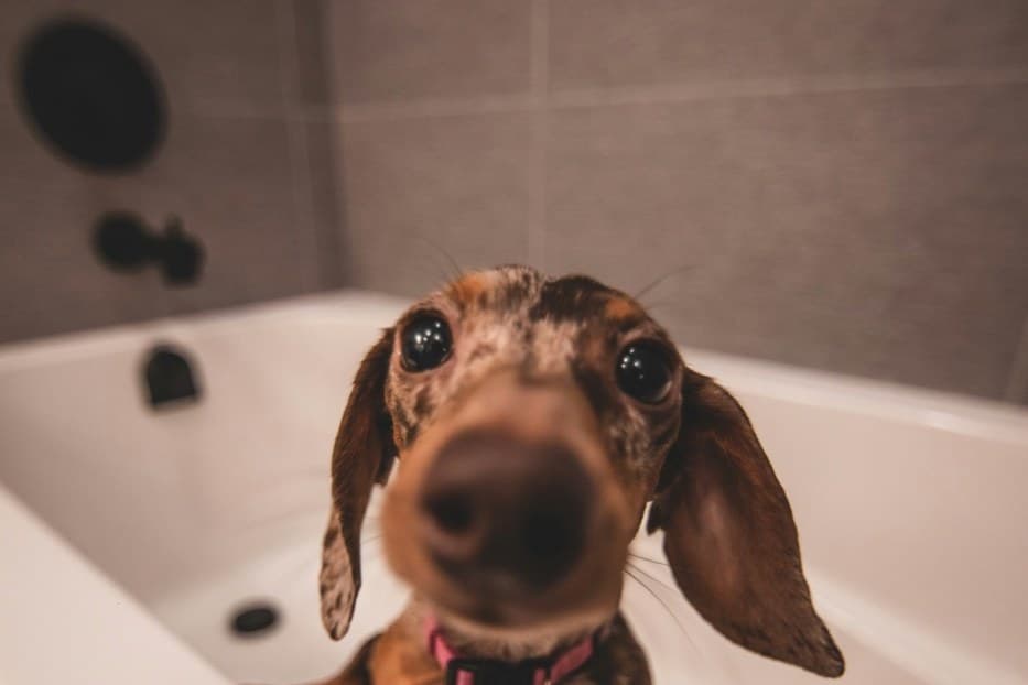 Ein kleiner Hund steht in einer leeren Badewanne und schaut neugierig in die Kamera