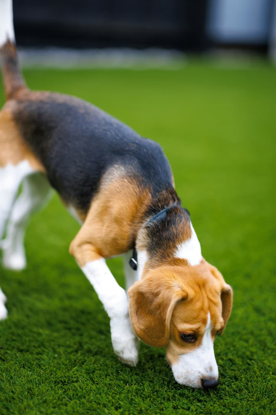 Beagle hält die Nase dicht über den Rasen und sucht