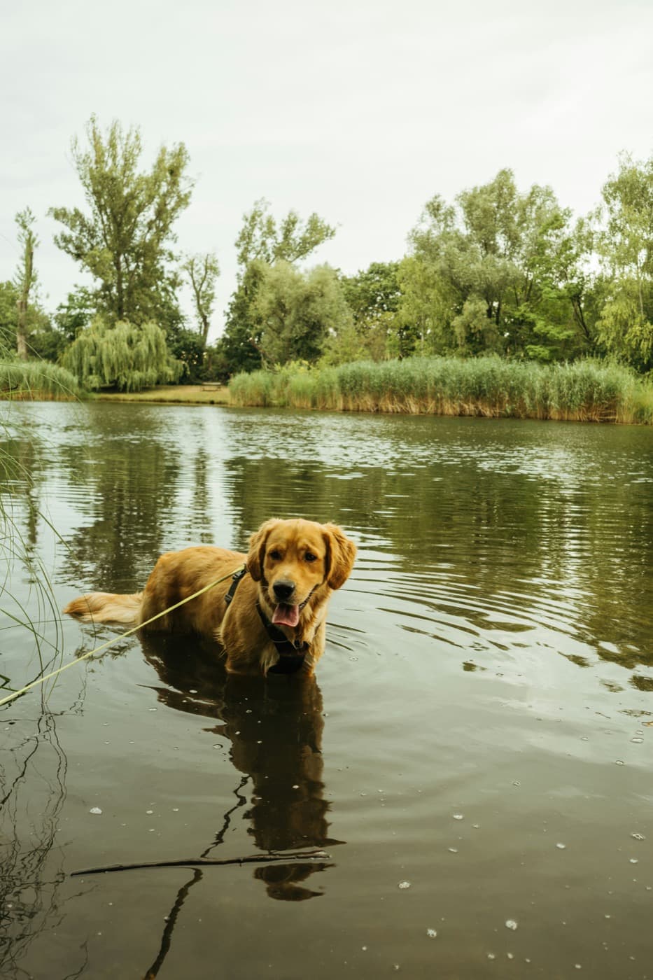 Golden Retriever steht an der Leine im flachen Wasser eines Sees und schaut in die Kamera