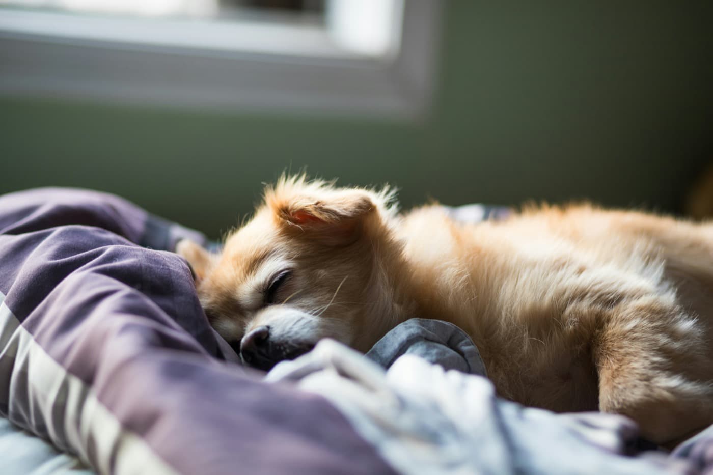 Kleiner Hund schläft auf einer Bettdecke