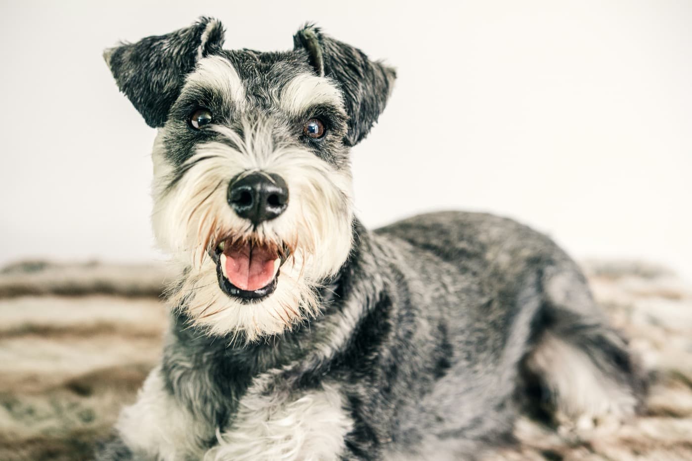 Schnauzer in Pfeffer-Salz liegt auf einer Decke und schaut mit offenem Maul in die Kamera