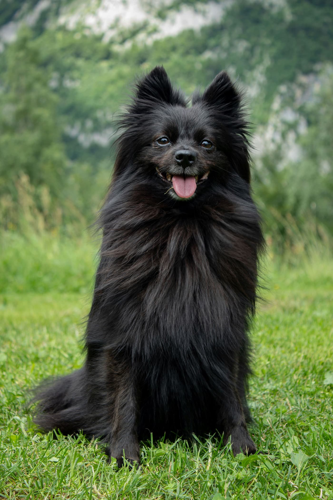 Schwarzer Spitz mit dichtem, langem Fell und Stehohren sitzt auf einer Wiese vor Bergen