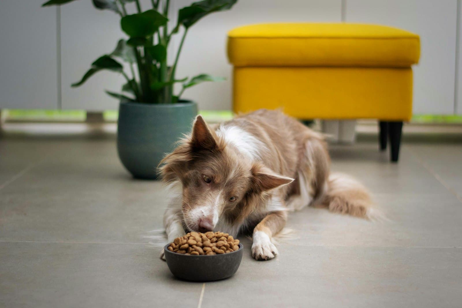 Hund frisst in einer hellen Wohnung aus einem Napf