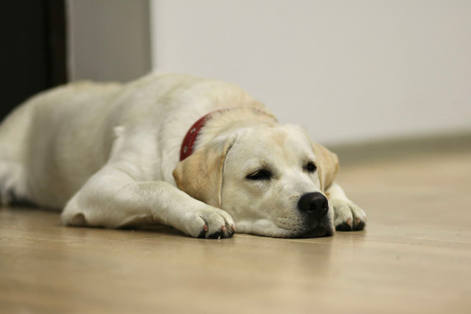Heller Labrador liegt entspannt auf dem Boden