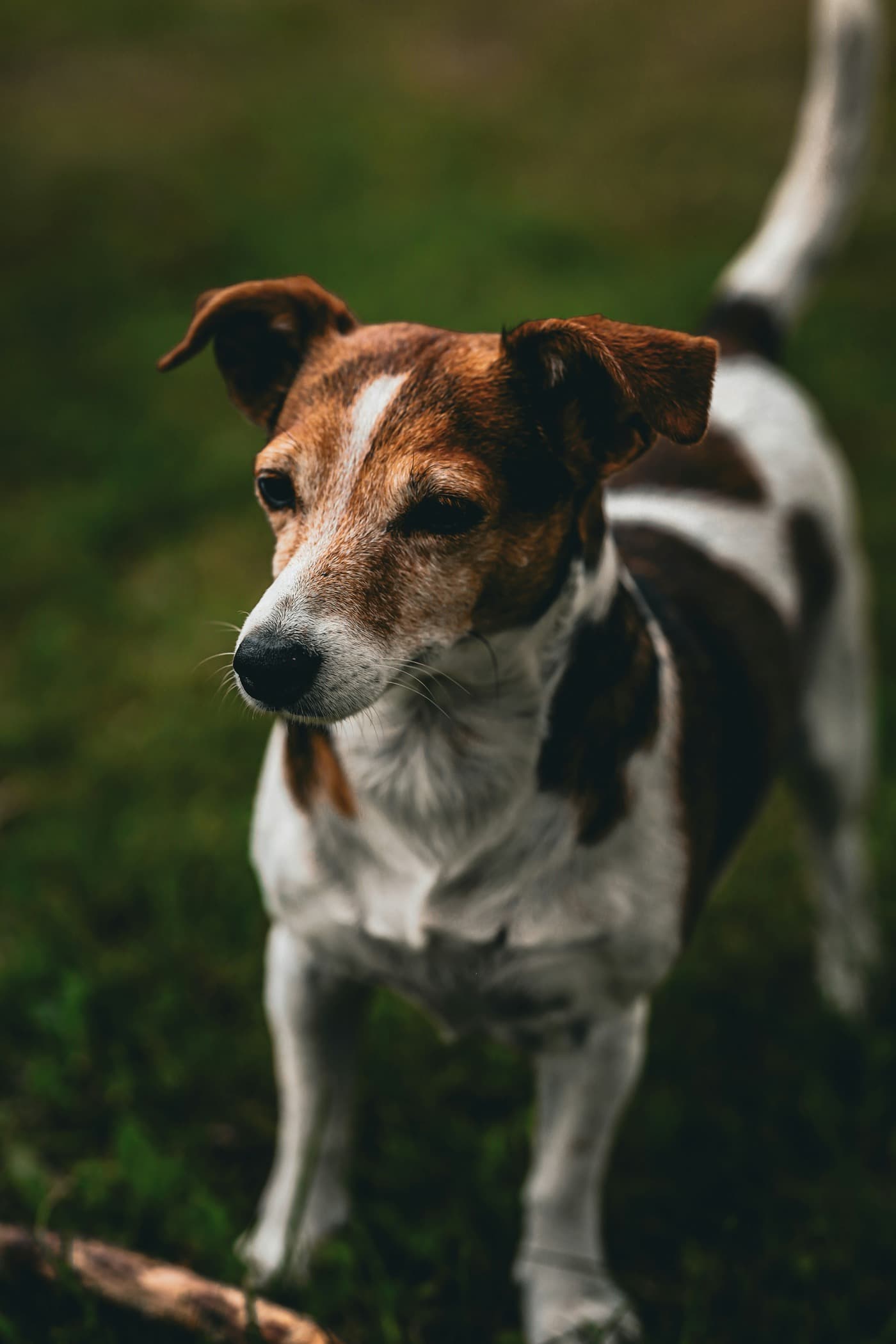 Jack Russell Terrier in Weiß und Braun steht auf einer Wiese und schaut zur Seite