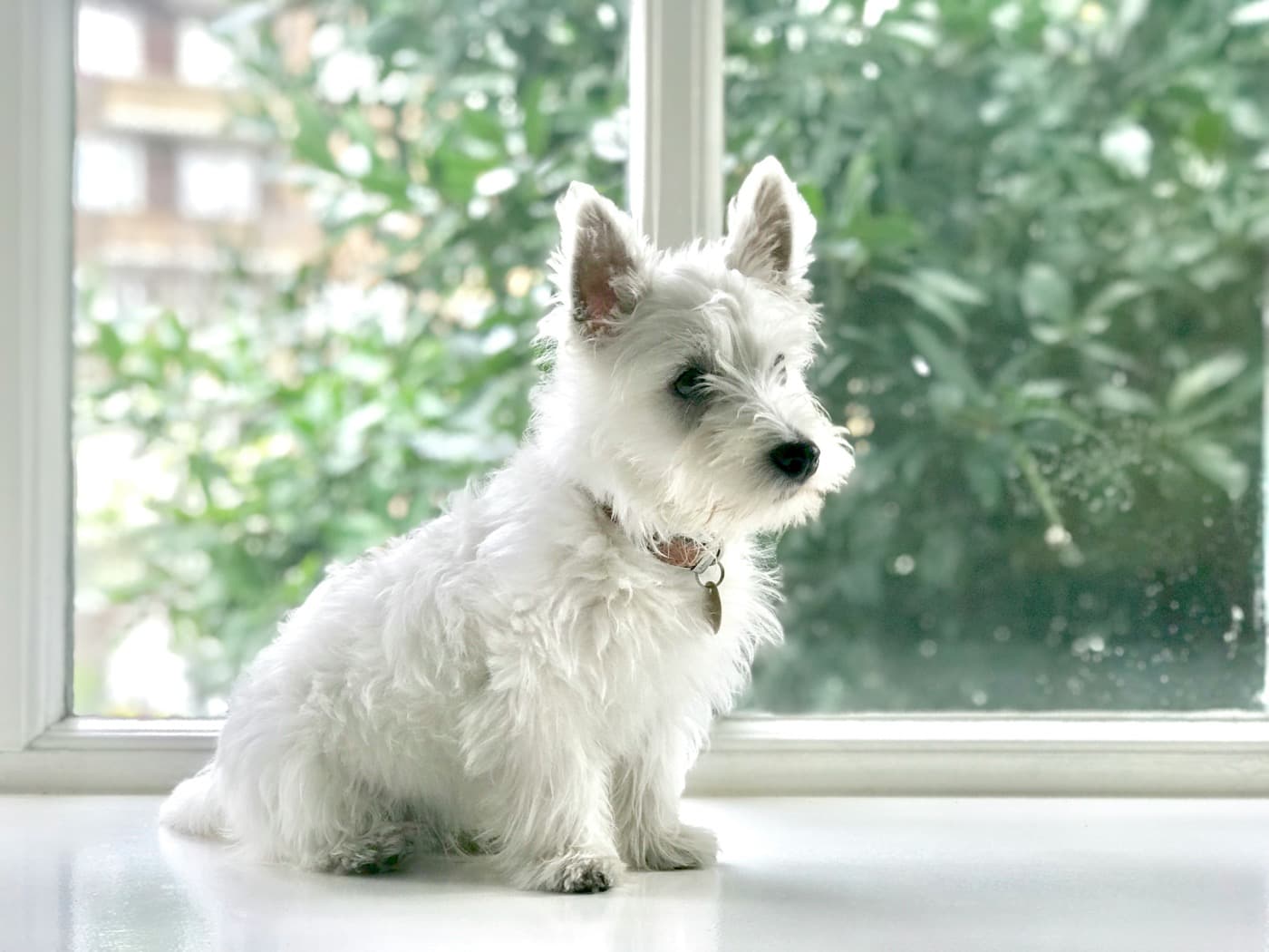 Junger West Highland White Terrier sitzt vor einem Fenster mit Blick ins Grüne