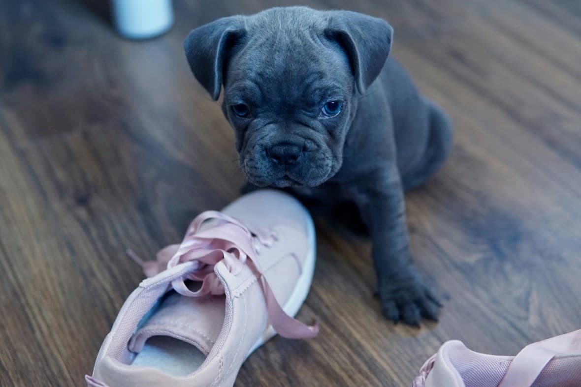 Ein kleiner Welpe mit runzliger Stirn sitzt auf dem Holzboden neben einem rosa Turnschuh, den er gerade entdeckt hat