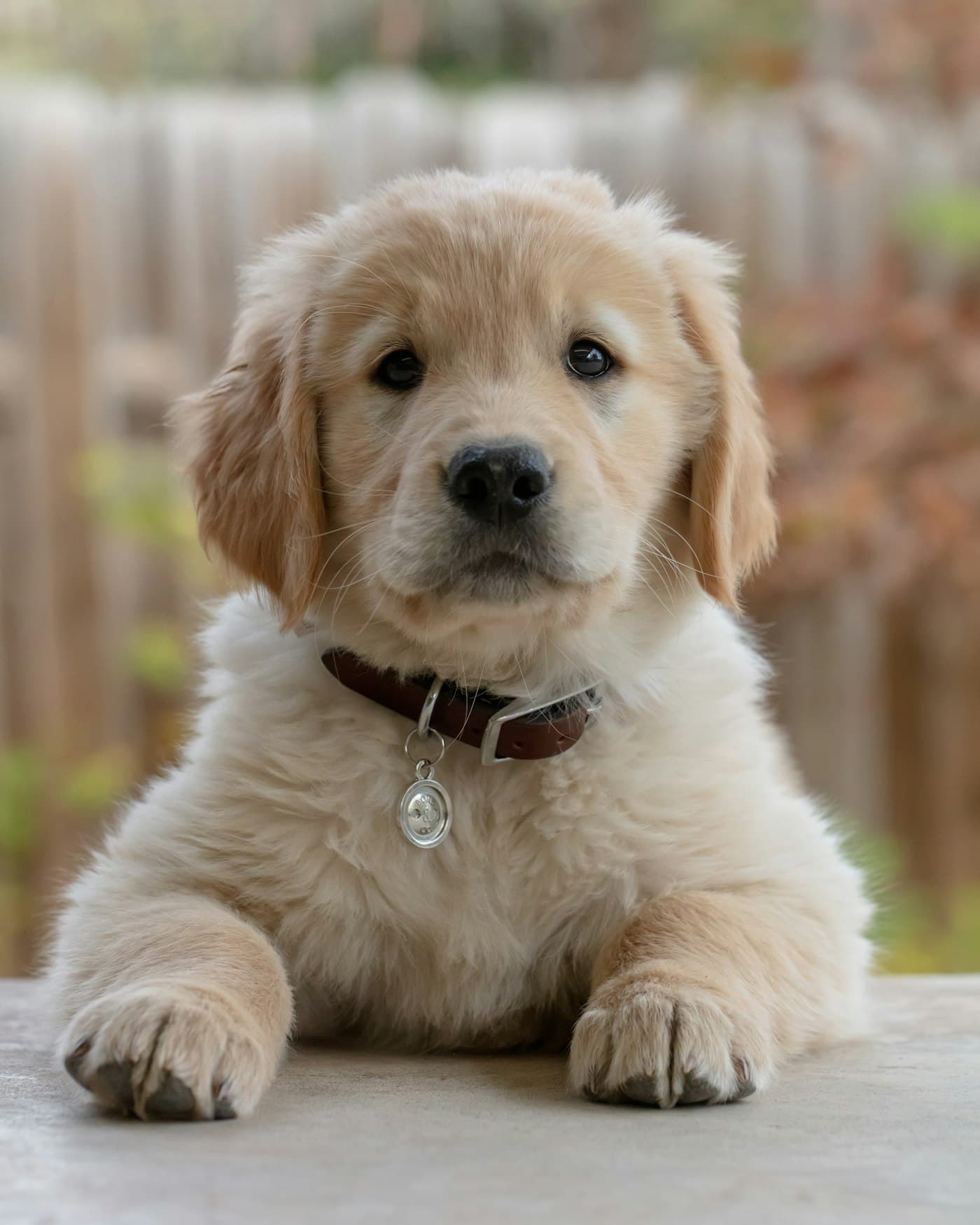 Golden-Retriever-Welpe liegt ruhig und schaut in die Kamera
