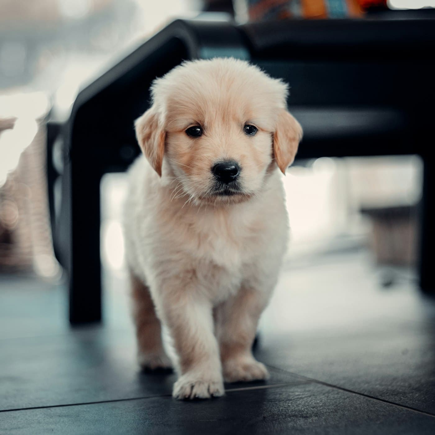Golden-Retriever-Welpe läuft über den Boden einer Wohnung