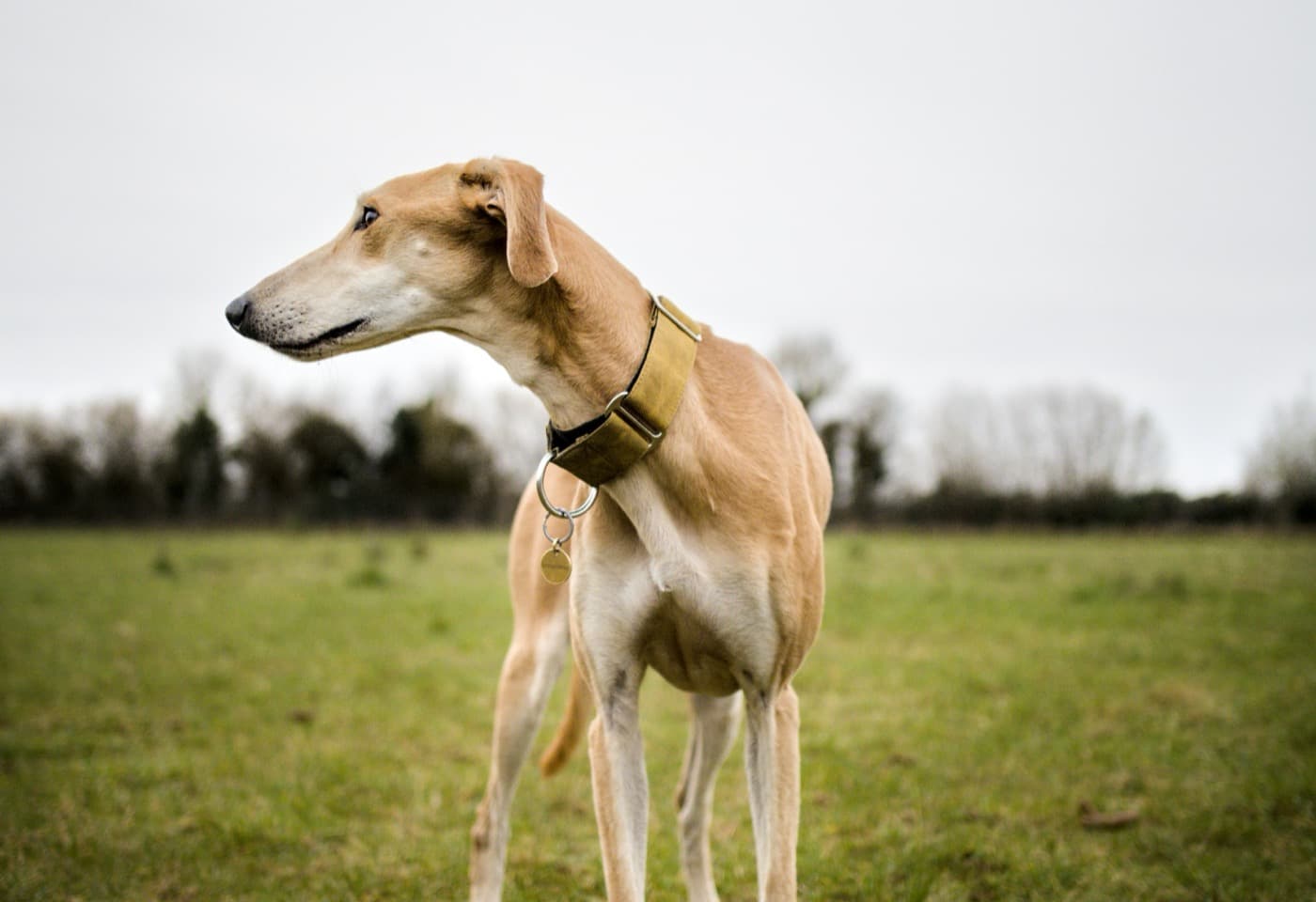 Hellbrauner Windhund mit breitem Halsband steht auf einer Wiese und schaut zur Seite