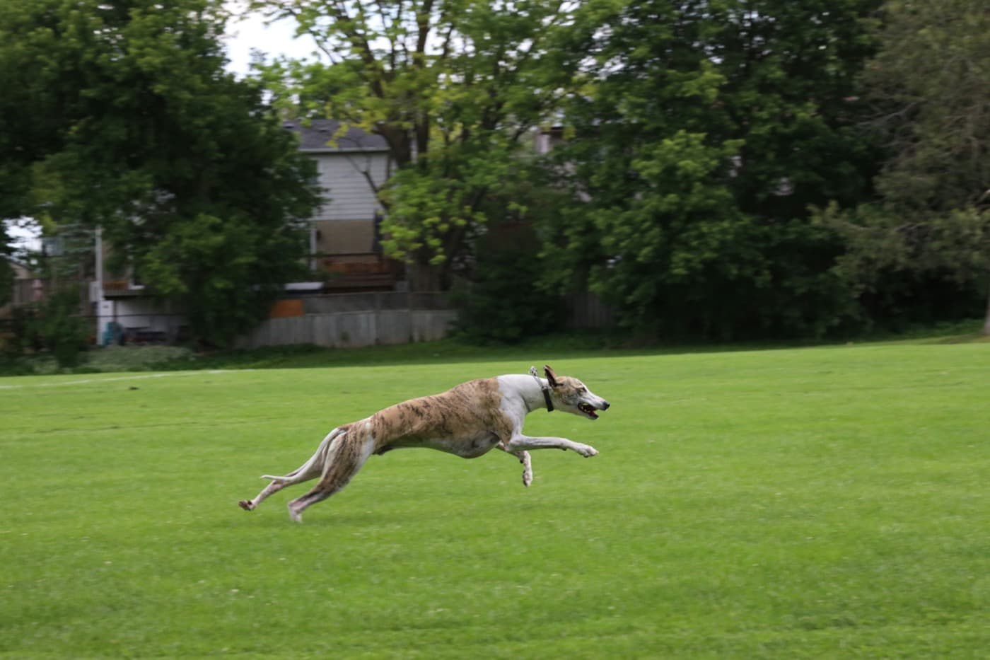 Gestromter Windhund rennt im vollen Galopp über eine große Wiese