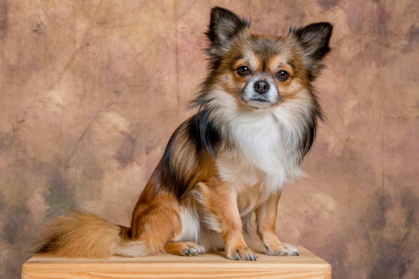 Langhaariger Chihuahua sitzt auf einem Holzpodest vor einem braunen Hintergrund