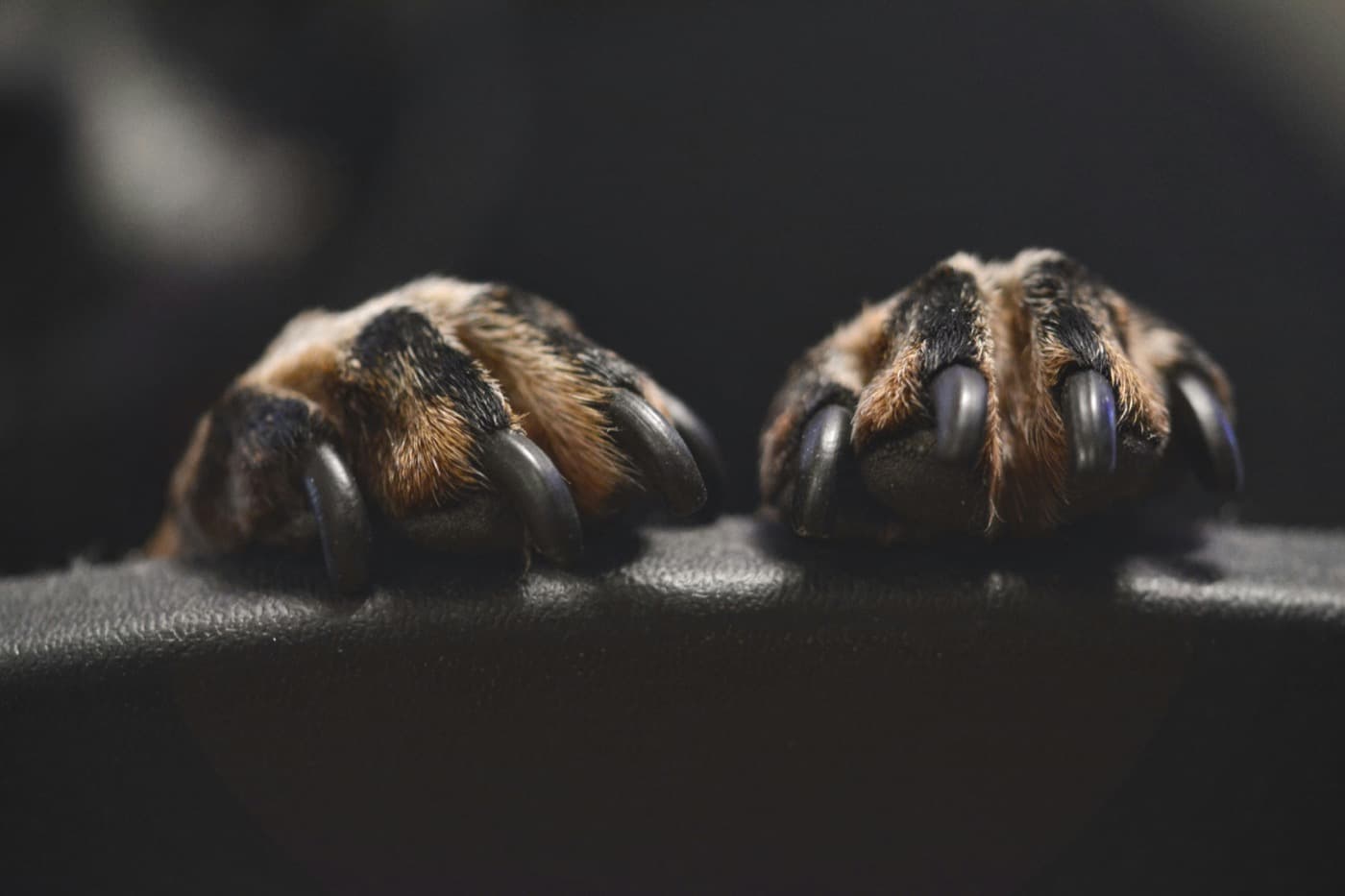 Zwei Vorderpfoten eines Hundes mit langen, dunklen Krallen in Nahaufnahme