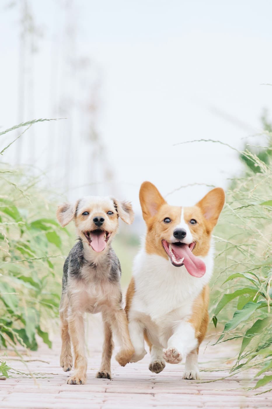 Zwei Hunde, ein Corgi und ein kleiner Mischling, laufen nebeneinander auf einem Weg