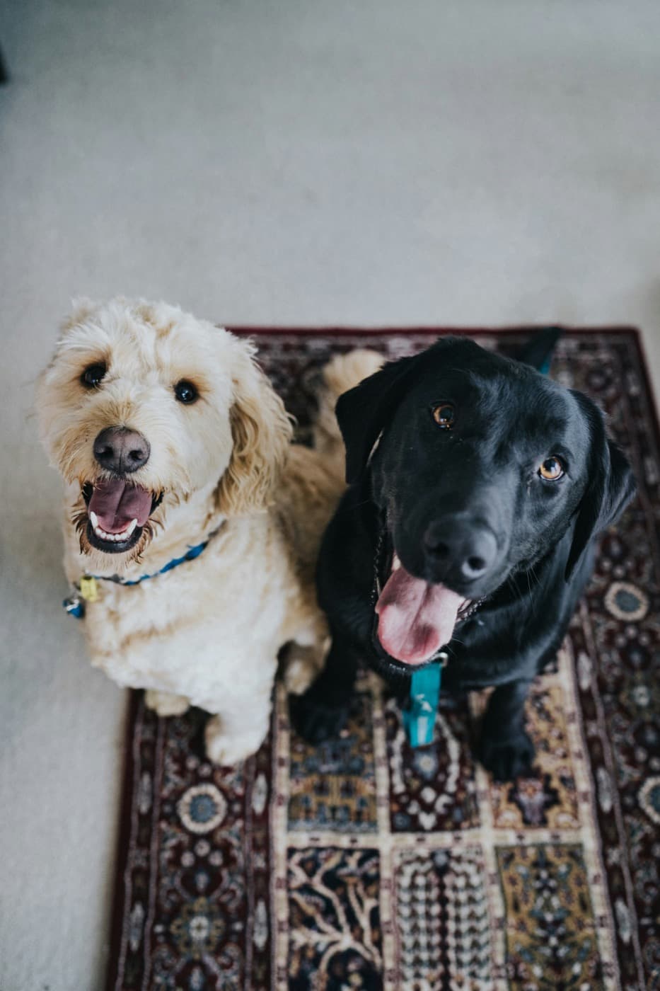 Ein heller lockiger Hund und ein schwarzer Hund sitzen auf einem Teppich und schauen nach oben