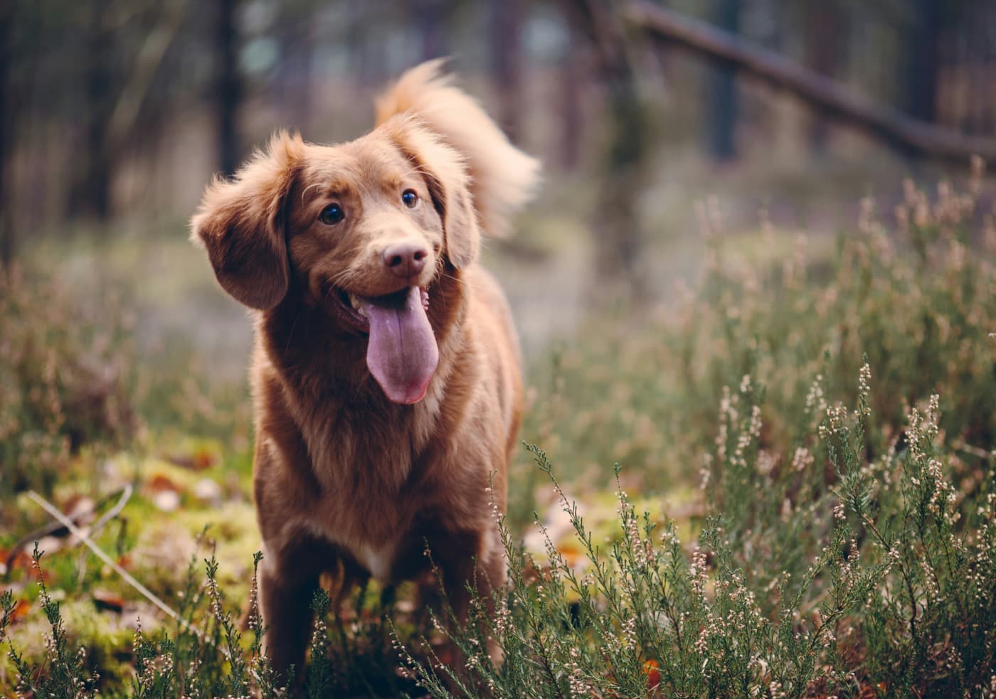 Rotbrauner Hund mit halblangem Fell steht mit heraushängender Zunge im Heidekraut