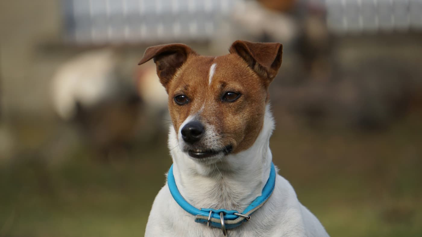 Jack Russell Terrier mit blauem Halsband schaut aufmerksam nach vorn