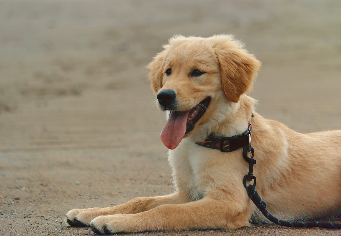 Golden-Retriever-Welpe ruht an der Leine auf dem Weg
