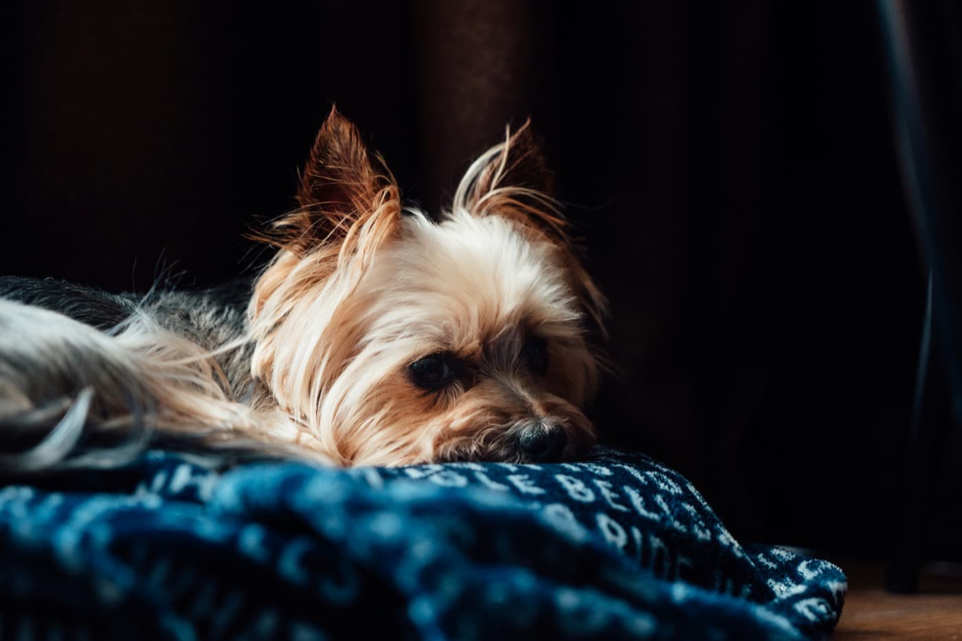 Ein kleiner Hund mit langem Fell liegt mit halb geschlossenen Augen auf einer blauen Decke.